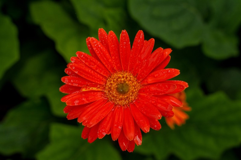 Gerbera pot plant collection